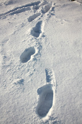 sno
